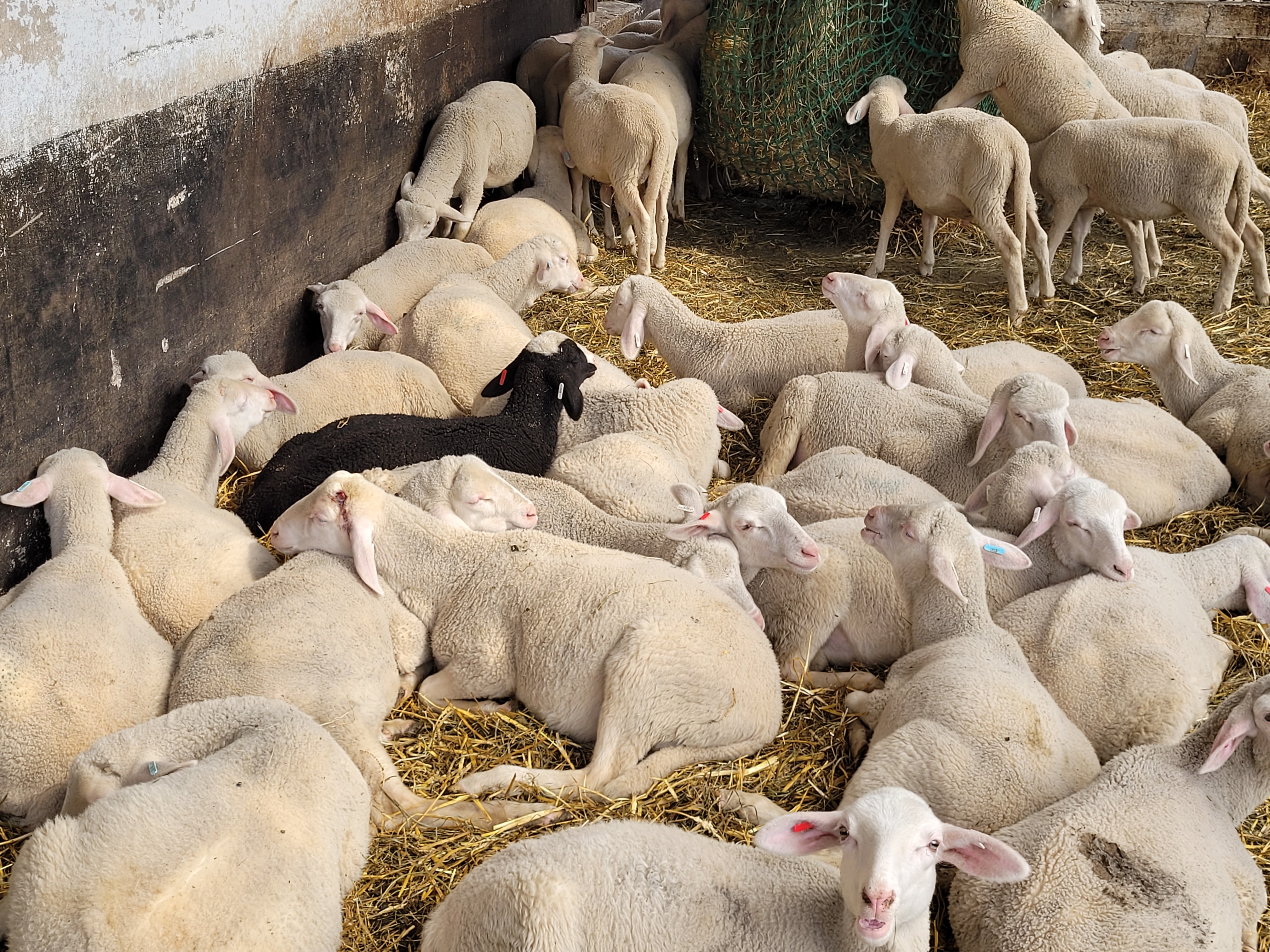 Viele weiße Schafe und mittendrin ein schwarzes.