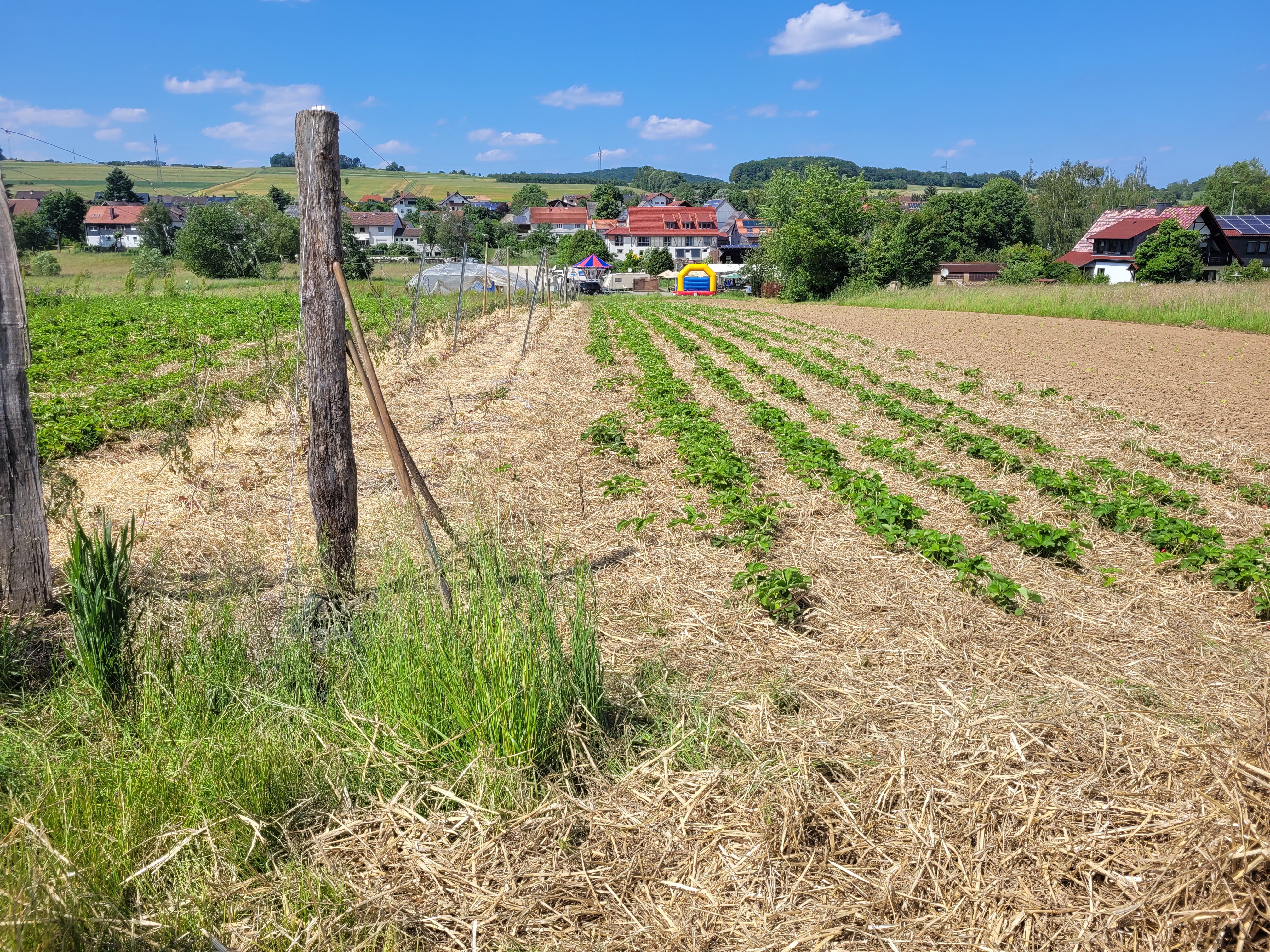 Stroh wurde unter den Erdbeeren verteilt - beim Ackereinsatz im Juni 2024