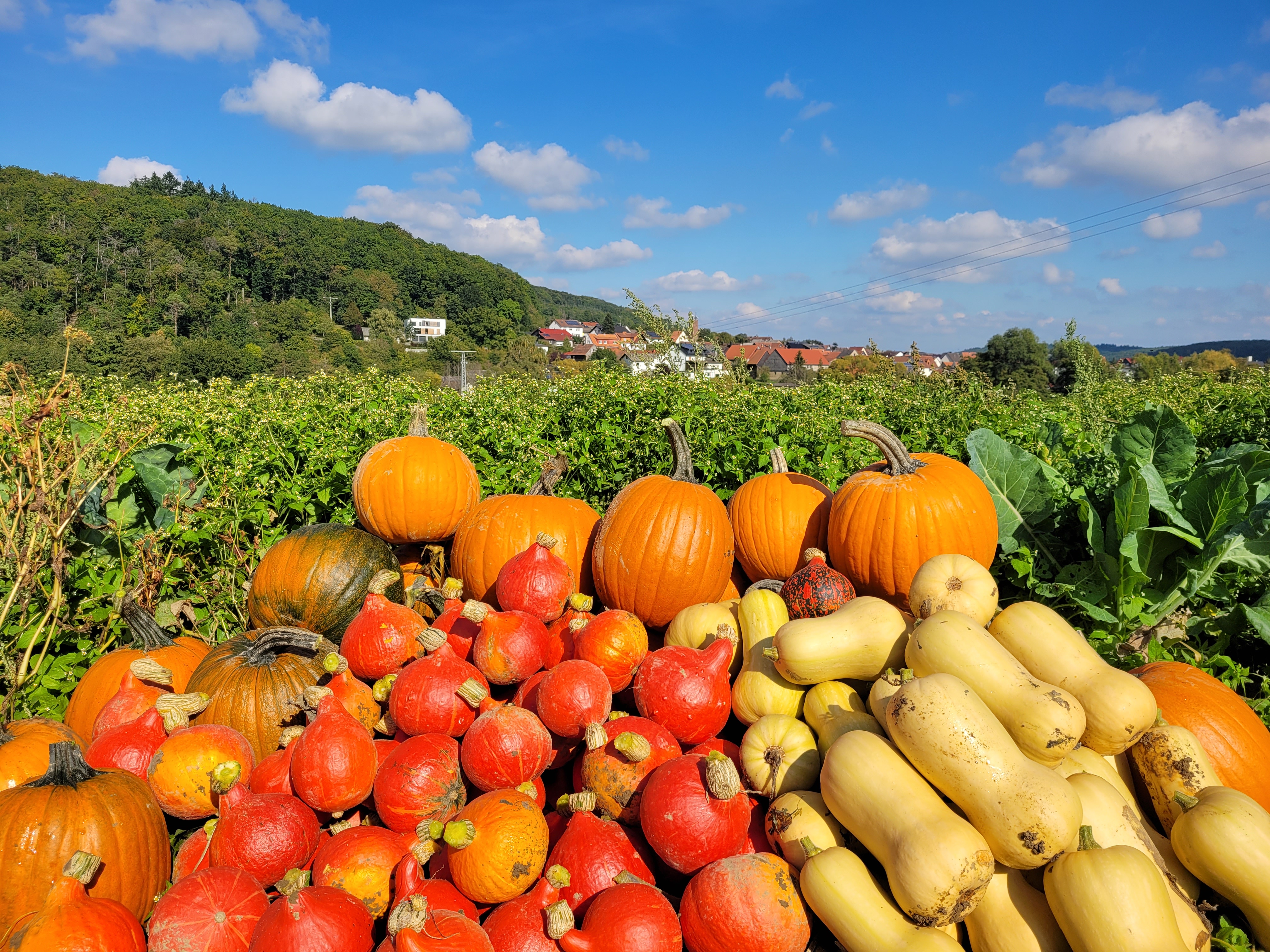 Kürbisernte beim Ackereinsatz Anfang Oktober 2025