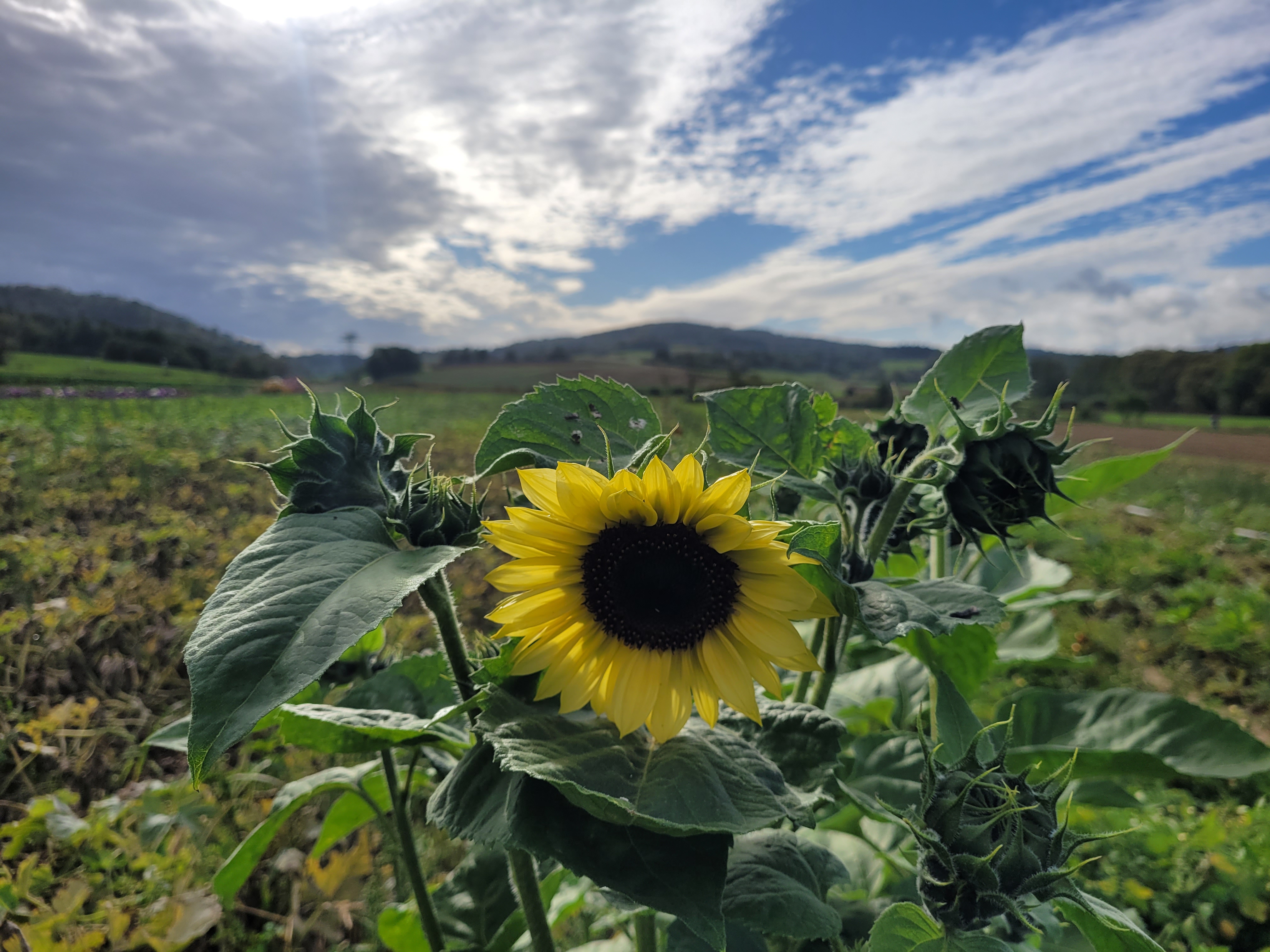 Eine Sonnenblume vor aufklarendem Himmel in Kirchvers.