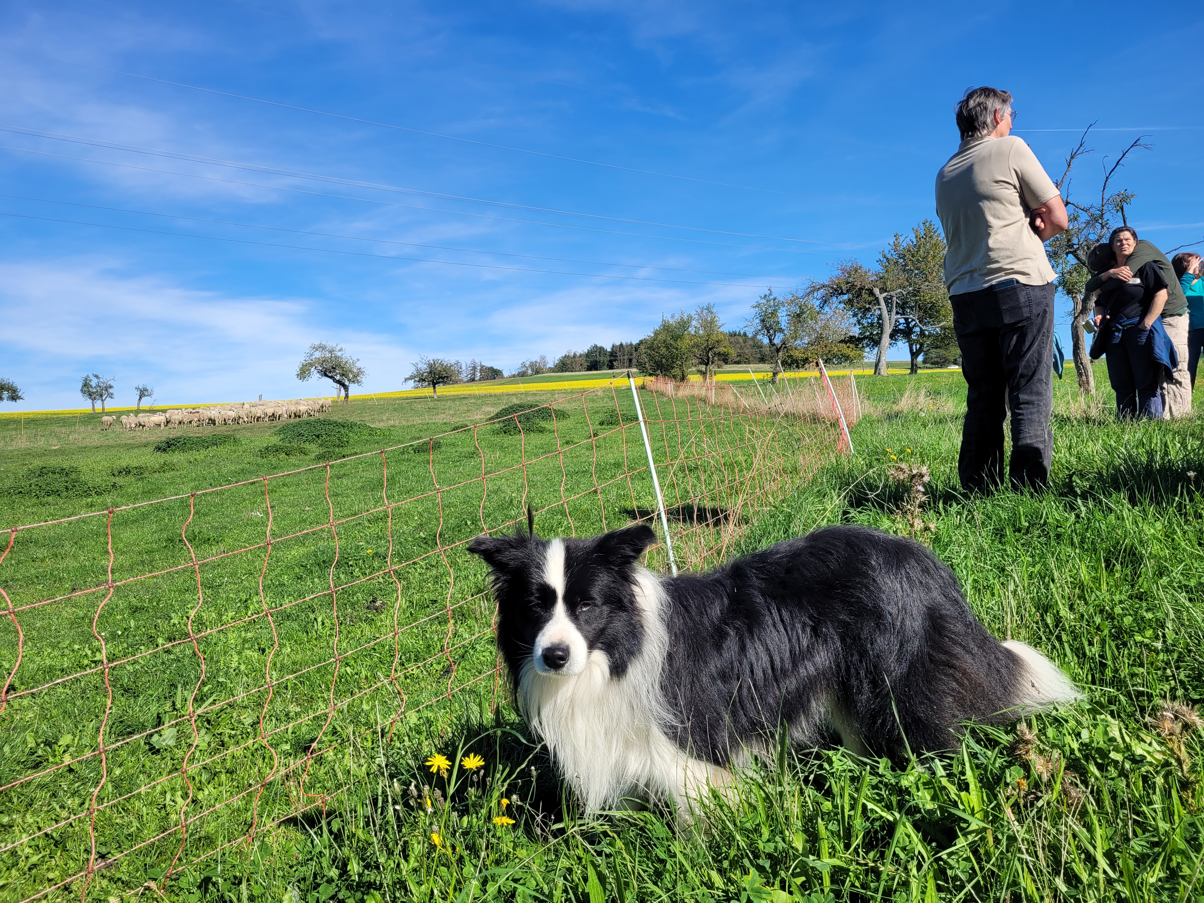 Hütehund Moppel