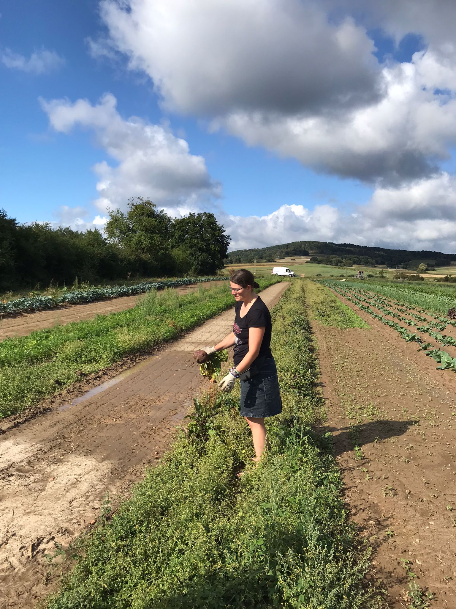 Rote-Bete-Ernte im August 2025