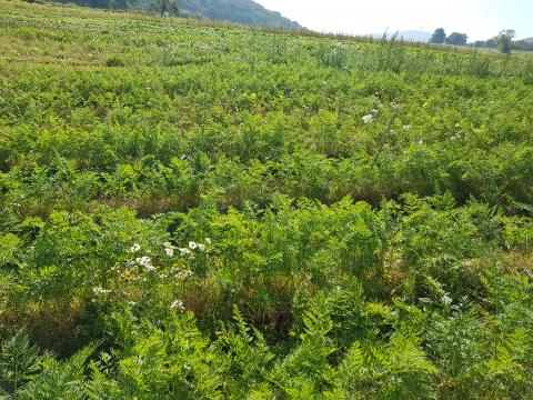 Möhrengrün, so weit das Auge reicht