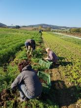 Fleißige Ernte-Helferinnen bei den Möhren.