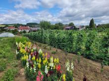 Löwenmäulchen im Vordergrund, Stangenbohnen im Hintergrund.