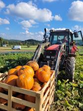 Der Trecker mit der Großkiste voller Halloween-Kürbisse.