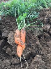 Verschlungene Möhren.